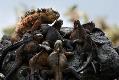 Expeditie cruise naar de Westelijke Galapagos met Silversea Cruises