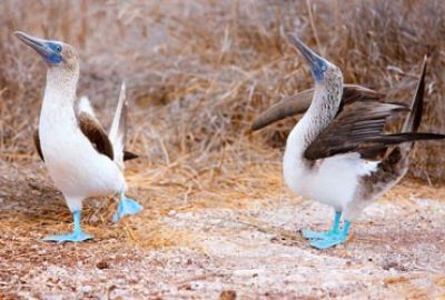 Expeditie cruise naar de Westelijke Galapagos met Silversea Cruises