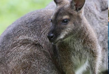 australie-sydney-avond.jpg