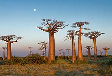 madagascar-afrika-baobab