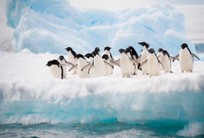 Expeditiecruise naar Falkland Eilanden en Antarctica met Seabourn