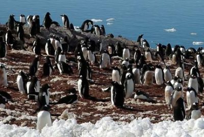 Expeditie cruise naar Antarctica met Silversea Cruises