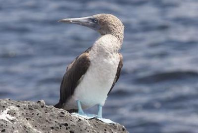 Expeditie cruise naar de Westelijke Galapagos met Silversea Cruises