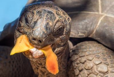 Expeditie cruise naar de Westelijke Galapagos met Silversea Cruises