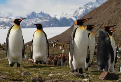 Expeditiecruise naar Antarctica en South Georgia met Hapag-Lloyd Cruises