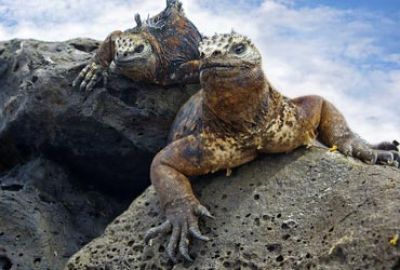 Expeditie cruise naar de Westelijke Galapagos met Silversea Cruises