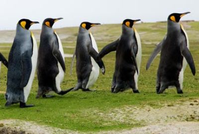 Expeditiecruise naar Antarctica en South Georgia met Hapag-Lloyd Cruises