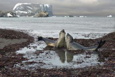 Fly Cruise naar Antarctica met Silversea Cruises