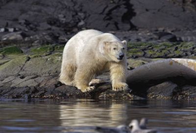 Expeditiecruise van Spitsbergen naar IJsland met Silversea Cruises