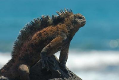 Expeditie cruise naar de Westelijke Galapagos met Silversea Cruises